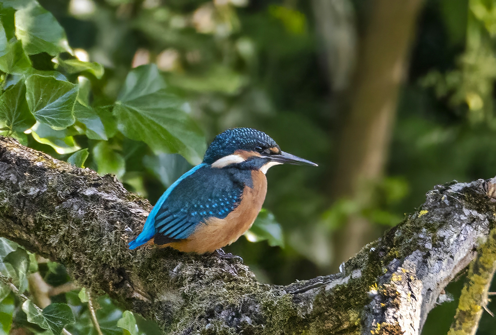 Eisvogel Jungtier