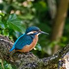 Eisvogel Jungtier