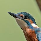 Eisvogel Jungtier