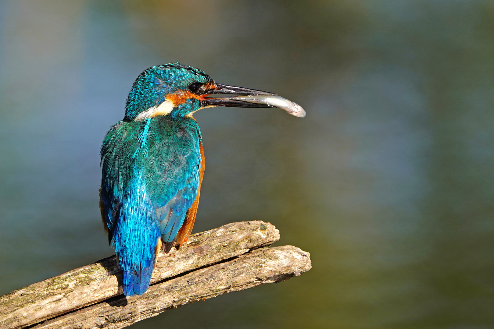 Eisvogel Jungtier II