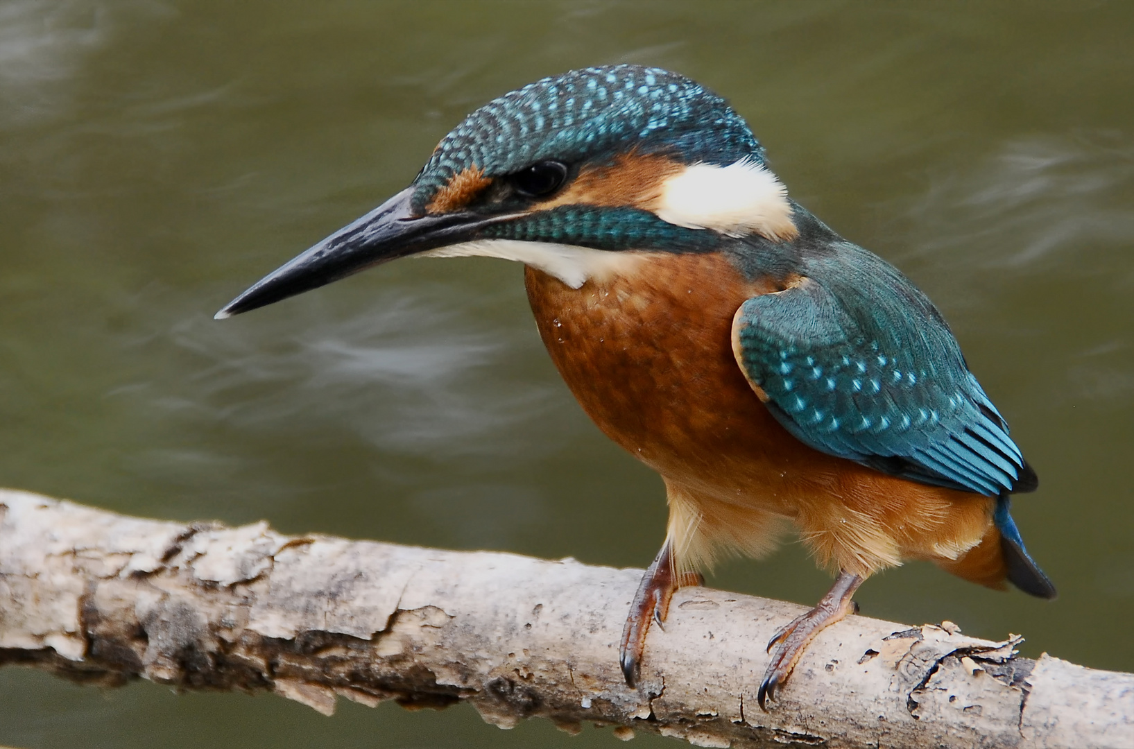 Eisvogel ( Jungvogel )