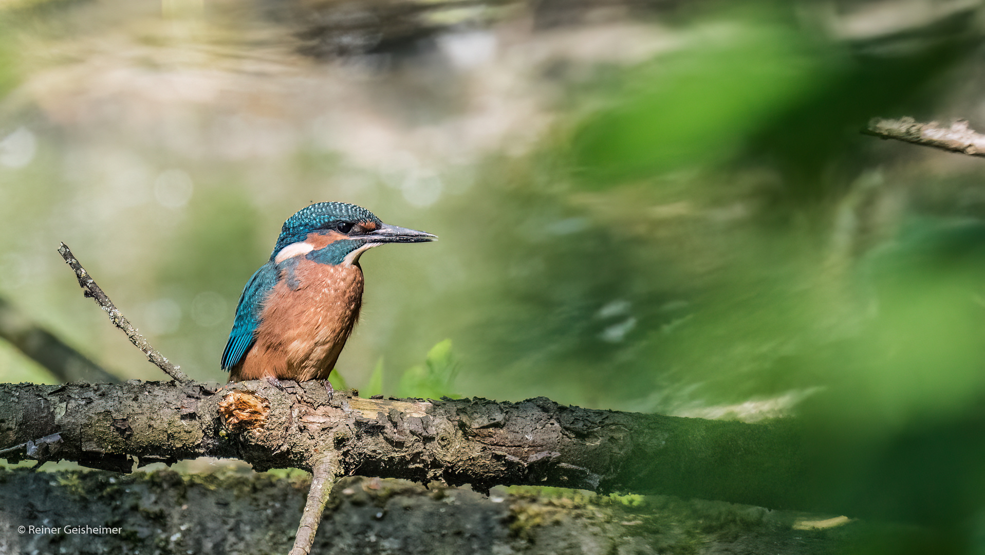 Eisvogel Jungvogel