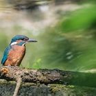 Eisvogel Jungvogel