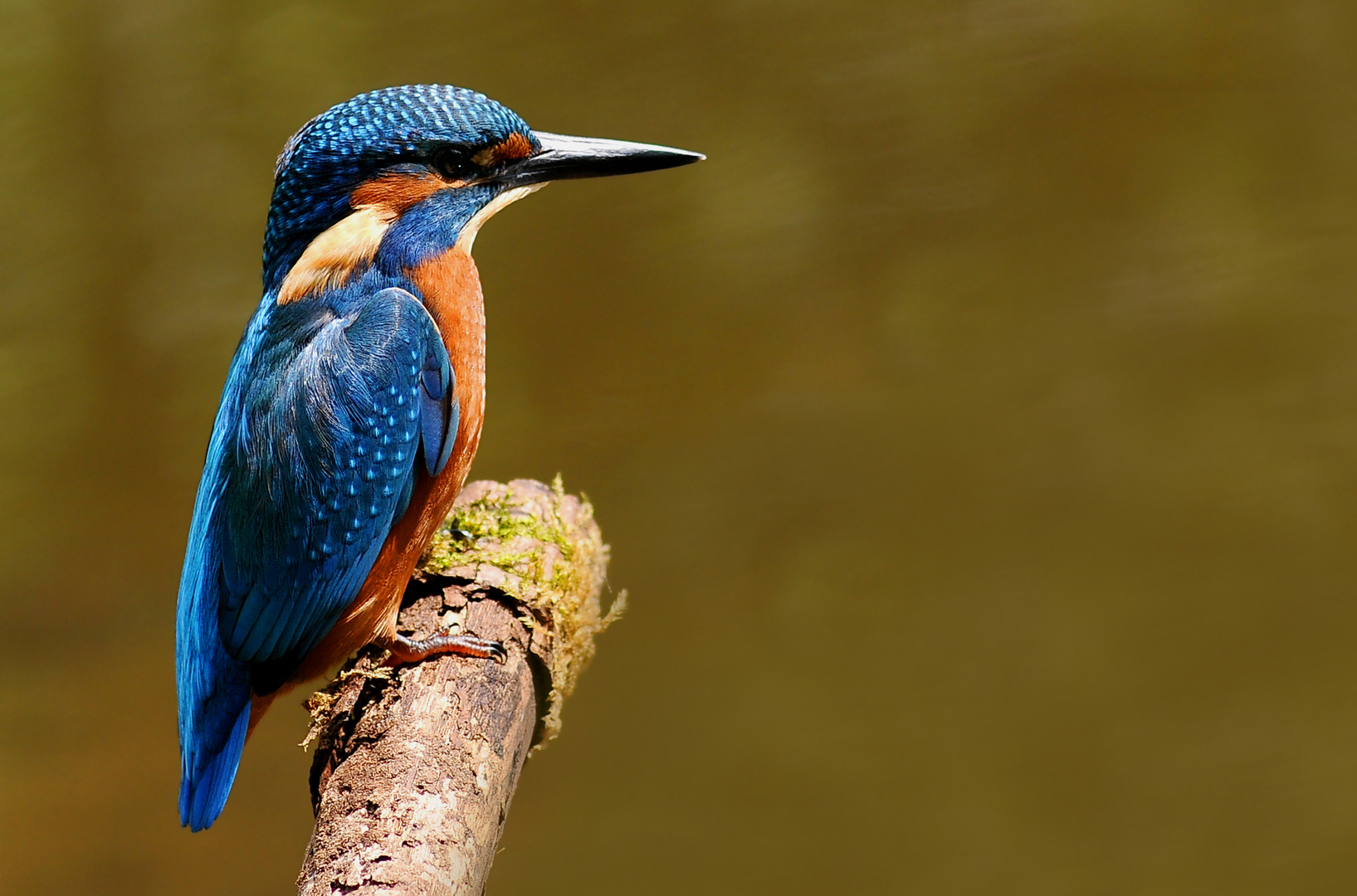 Eisvogel ( Jungvogel ) ...