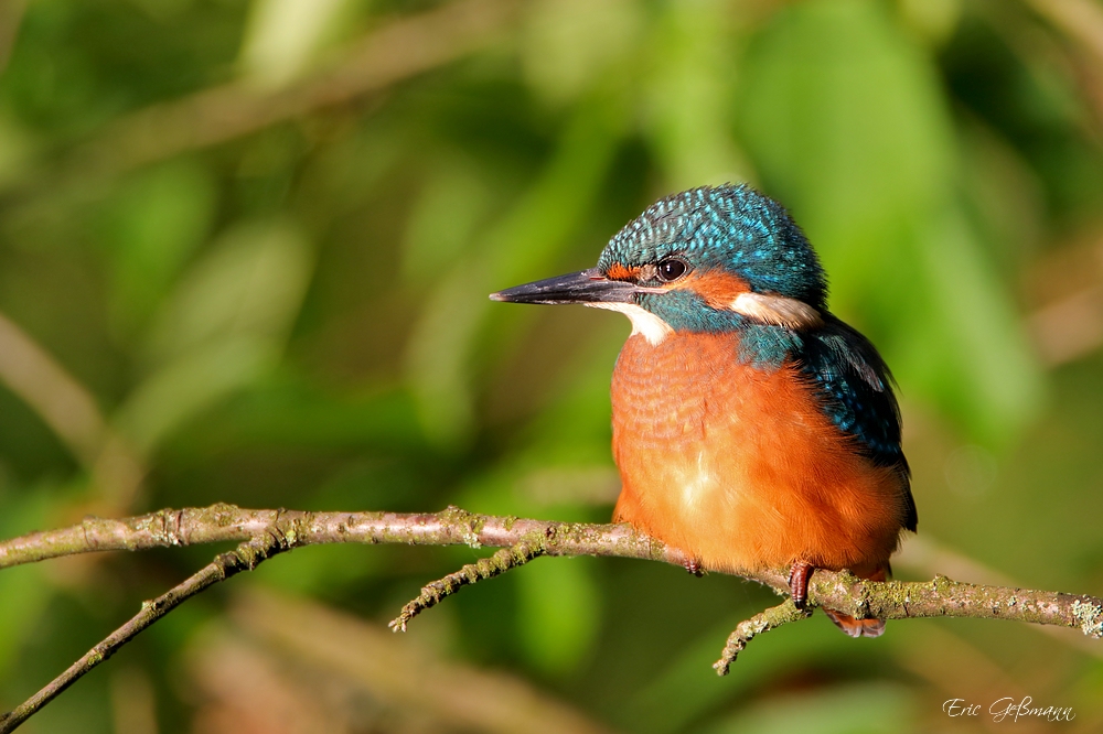 Eisvogel Jungvogel