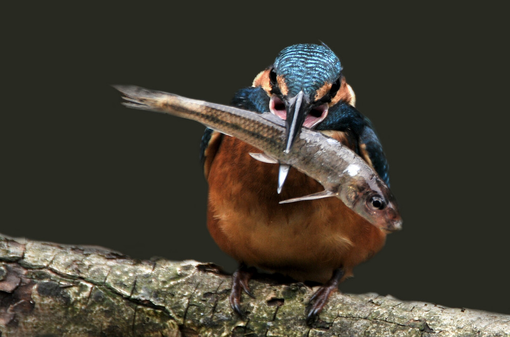 Eisvogel ( Jungvogel ) mit Fisch