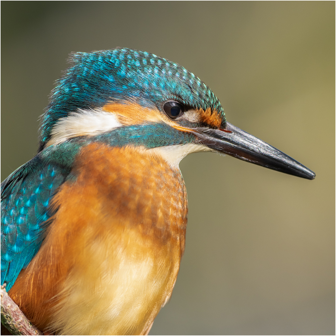 Eisvogel Junior en détail