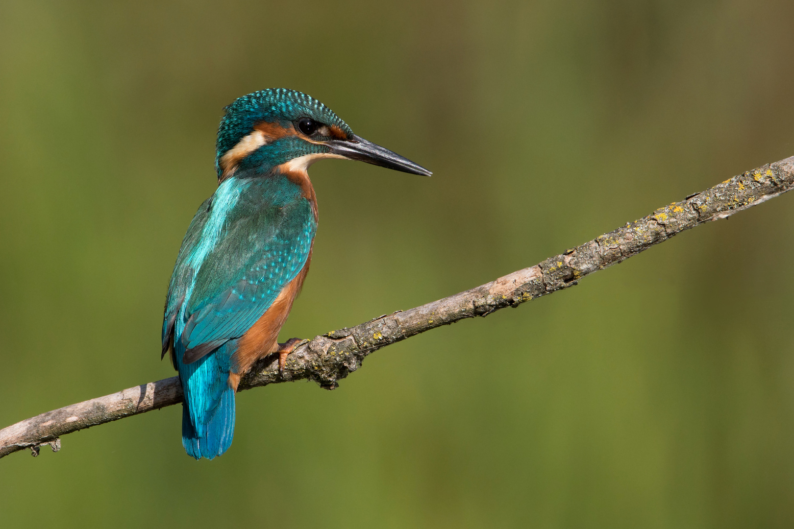 Eisvogel juv.