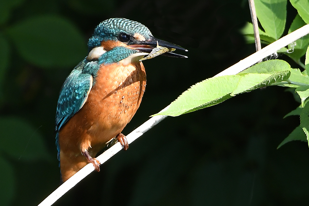 Eisvogel Juv