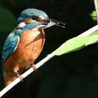 Eisvogel Juv