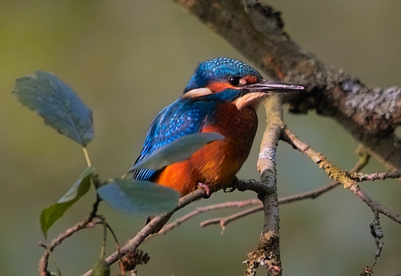 Eisvogel ( juv.)