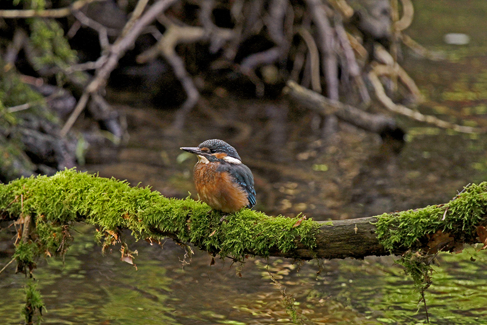 Eisvogel juv.