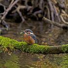 Eisvogel juv.