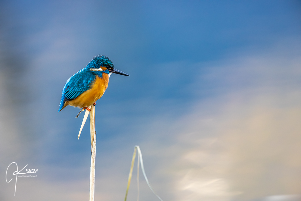 "Eisvogel", juvenil