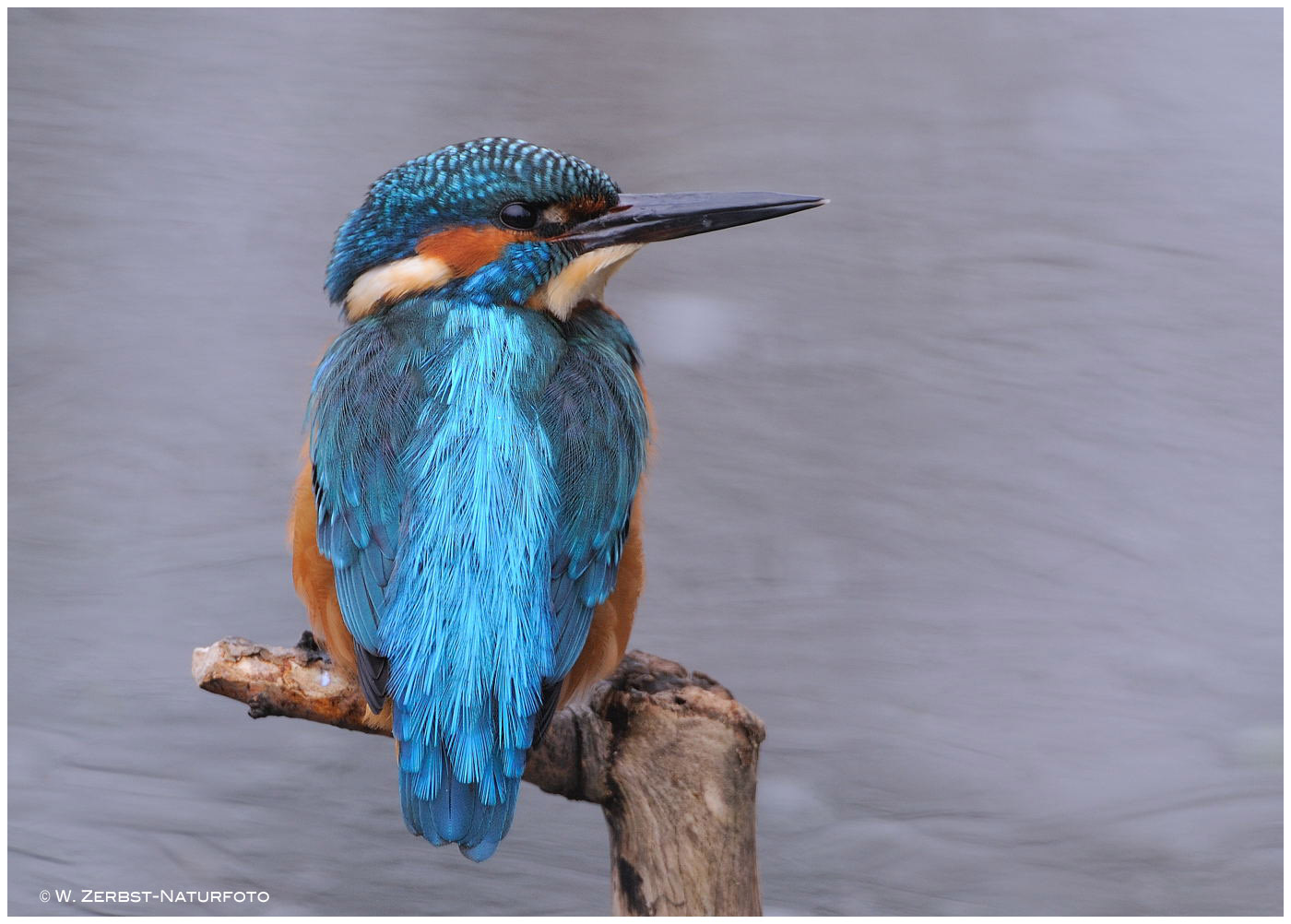 --- Eisvogel Jv. männl. ----- ( Alcedo atthis )