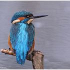 --- Eisvogel Jv. männl. ----- ( Alcedo atthis )