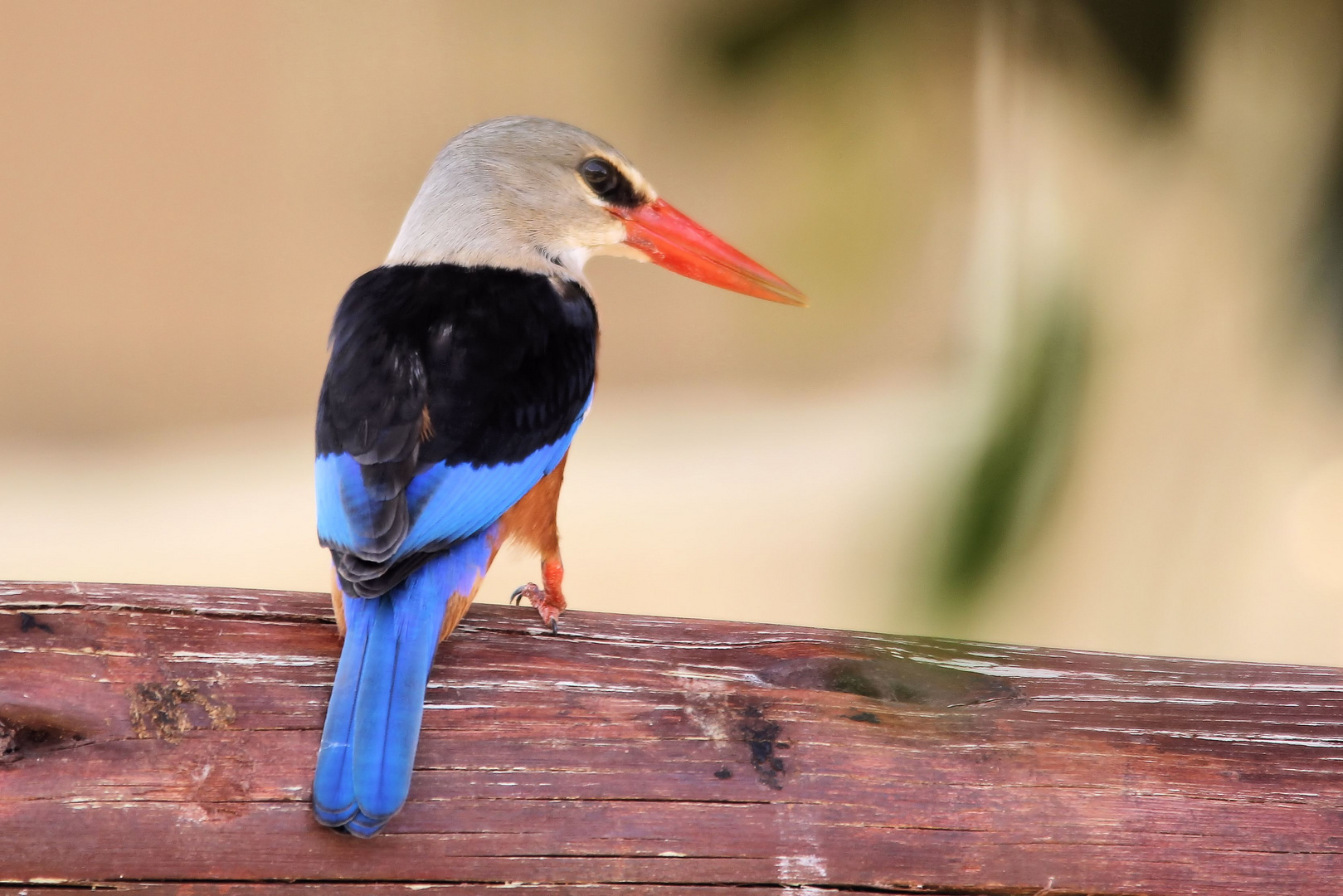 Eisvogel - Kenia