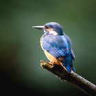 Eisvogel - kingfisher