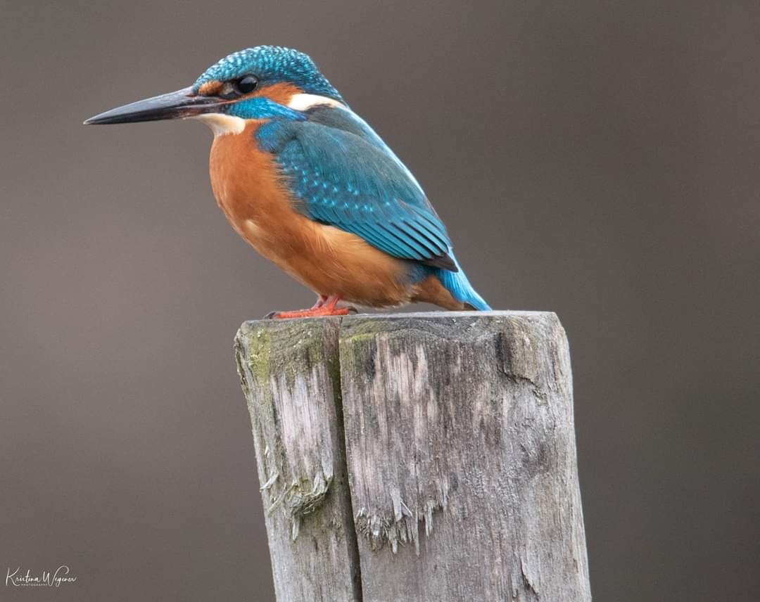 Eisvogel Kingfisher