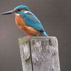 Eisvogel Kingfisher