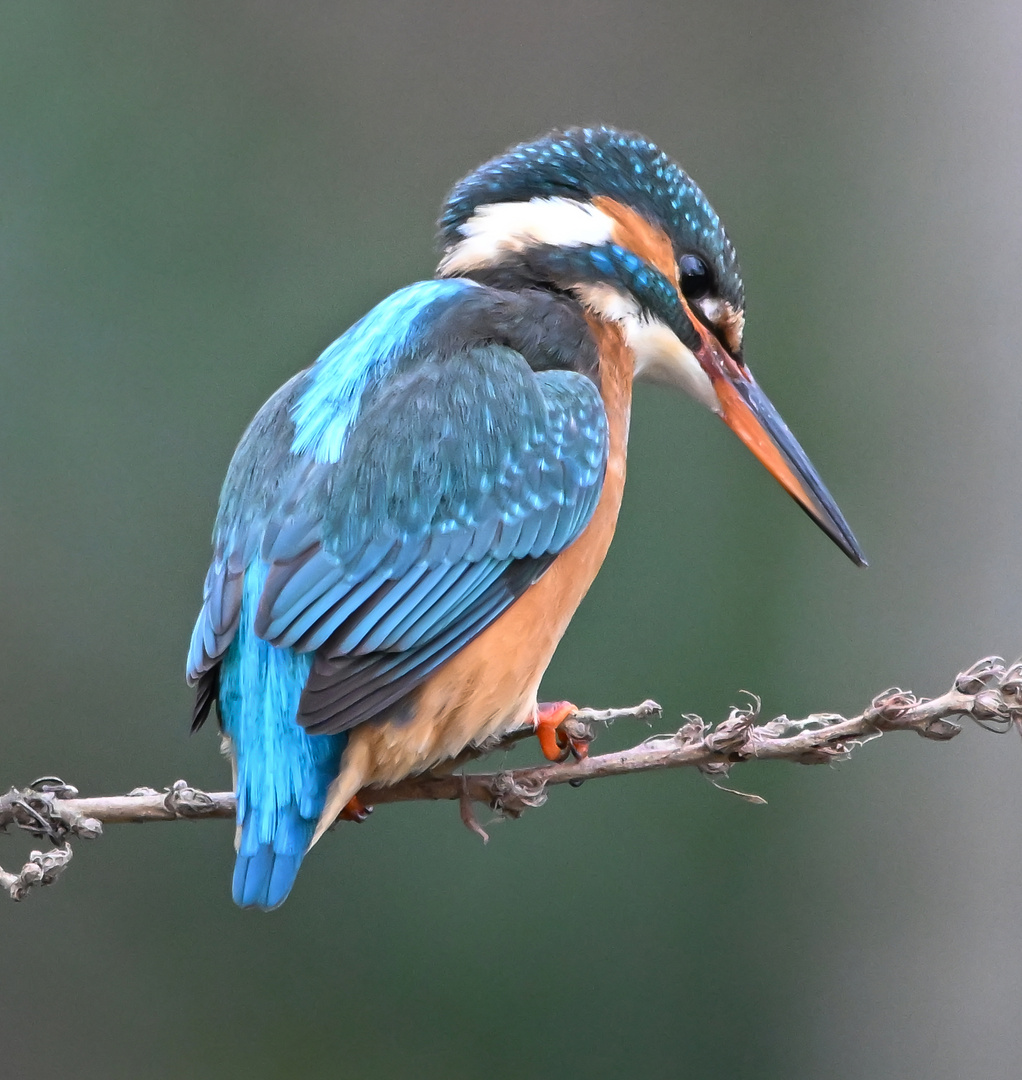 Eisvogel | Kingfisher 