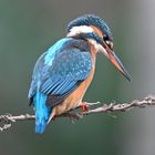 Eisvogel | Kingfisher 