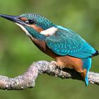 Eisvogel | Kingfisher |