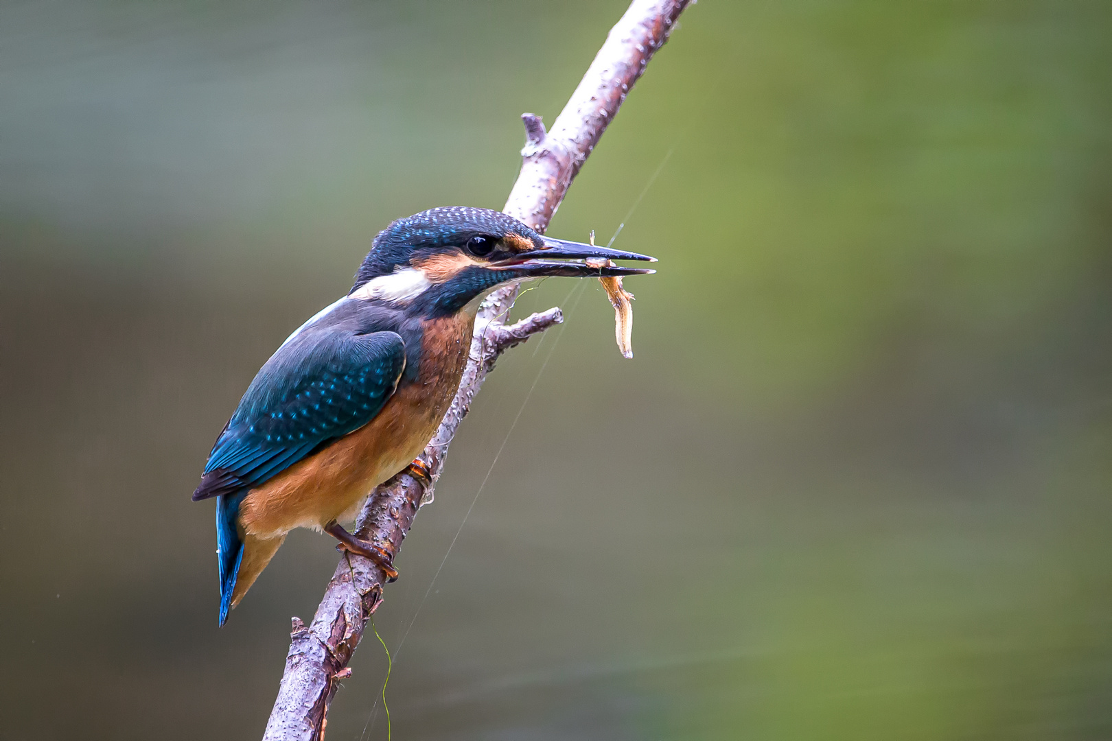 Eisvogel - kingfisher