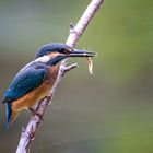 Eisvogel - kingfisher