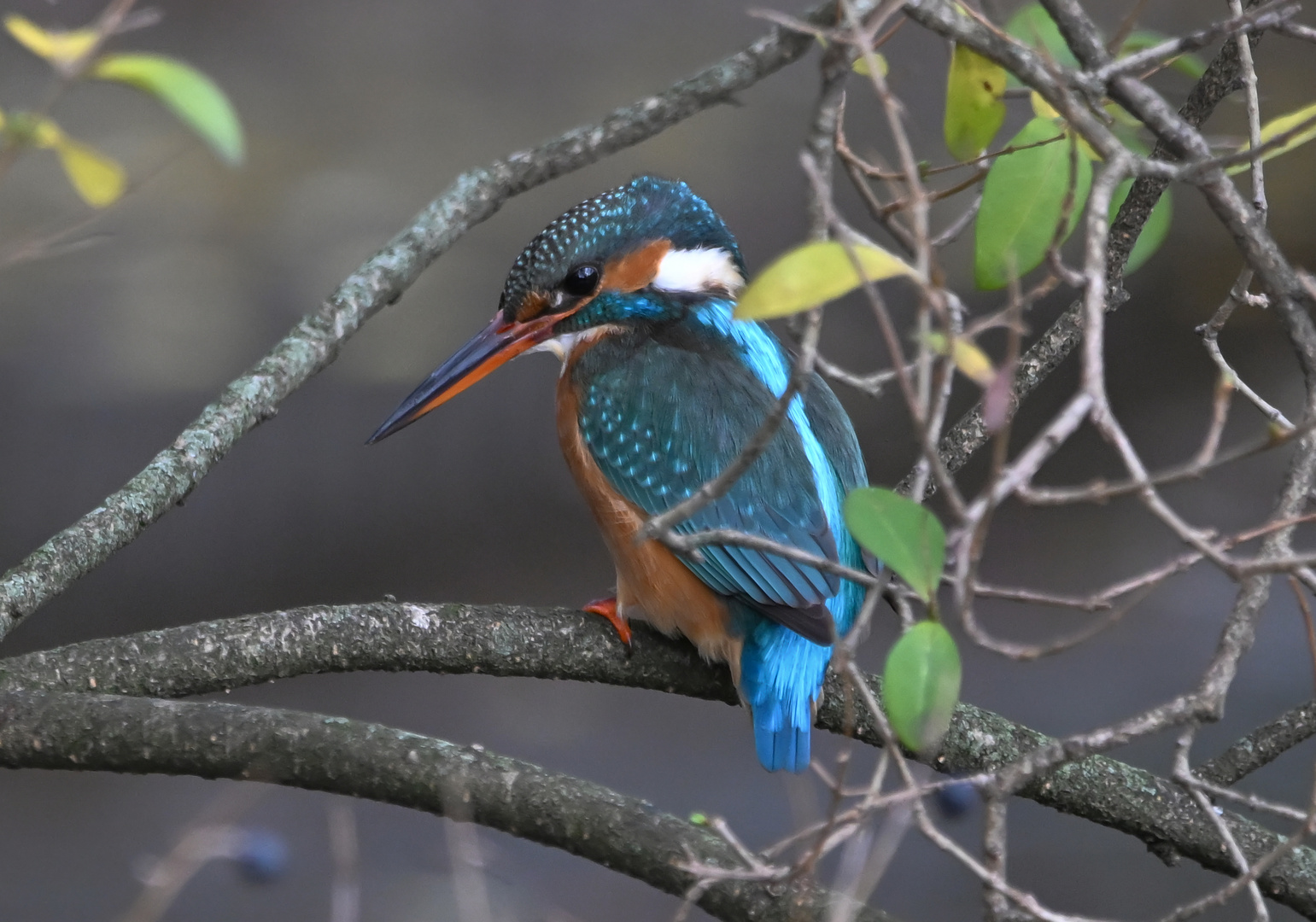 Eisvogel | Kingfisher |