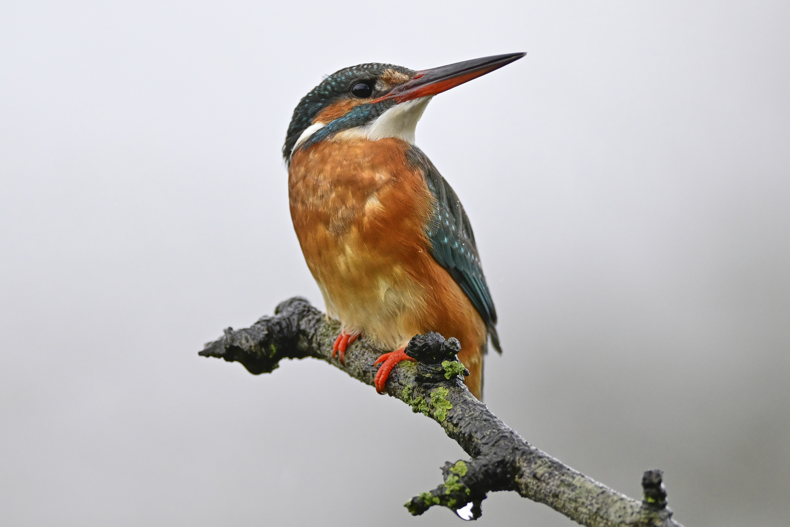 Eisvogel | Kingfisher |