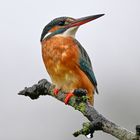 Eisvogel | Kingfisher |