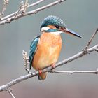 Eisvogel | Kingfisher |