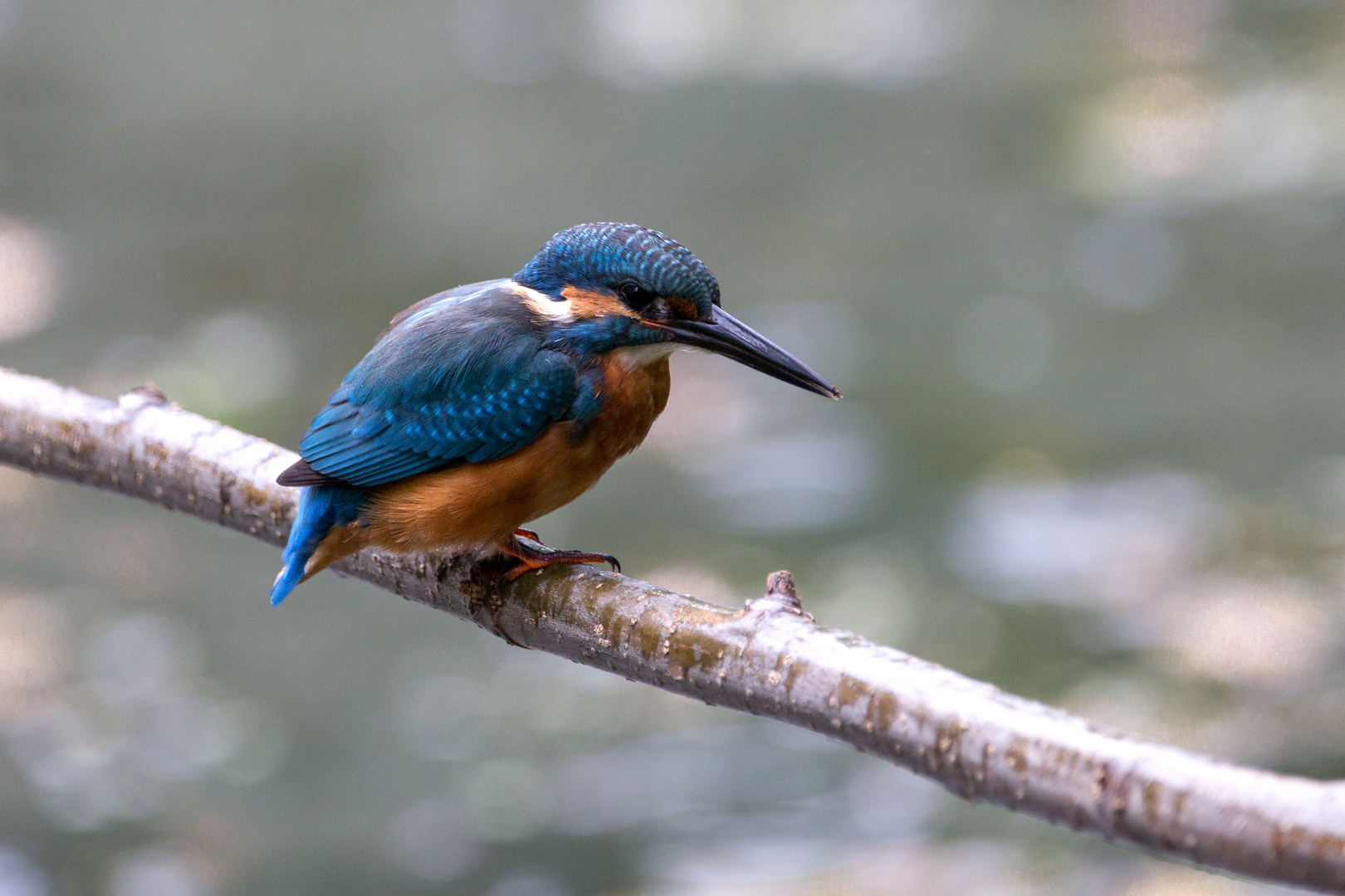 Eisvogel - kingfisher