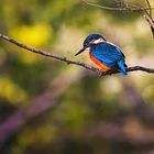 Eisvogel  -  Kingfisher
