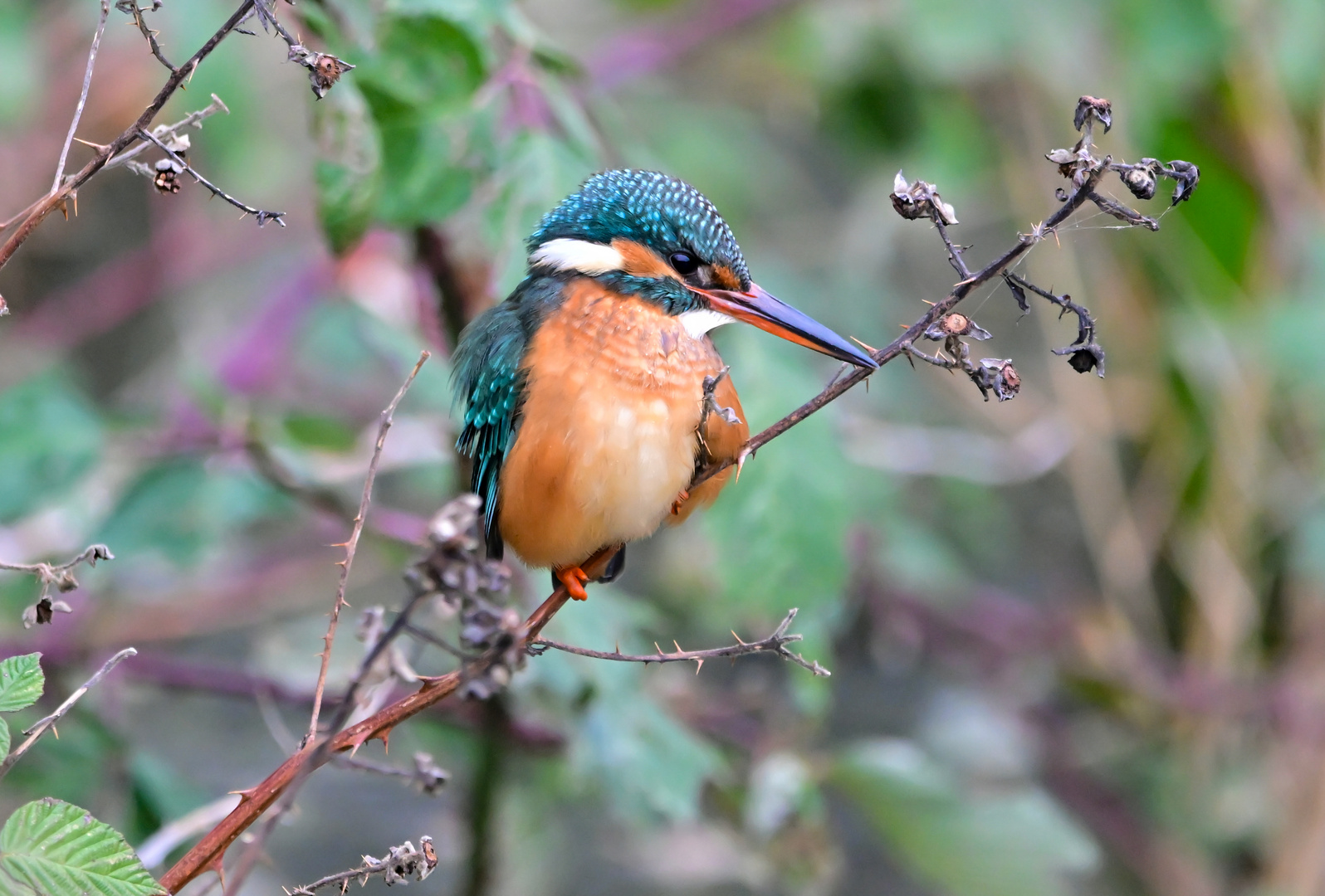 Eisvogel | Kingfisher |