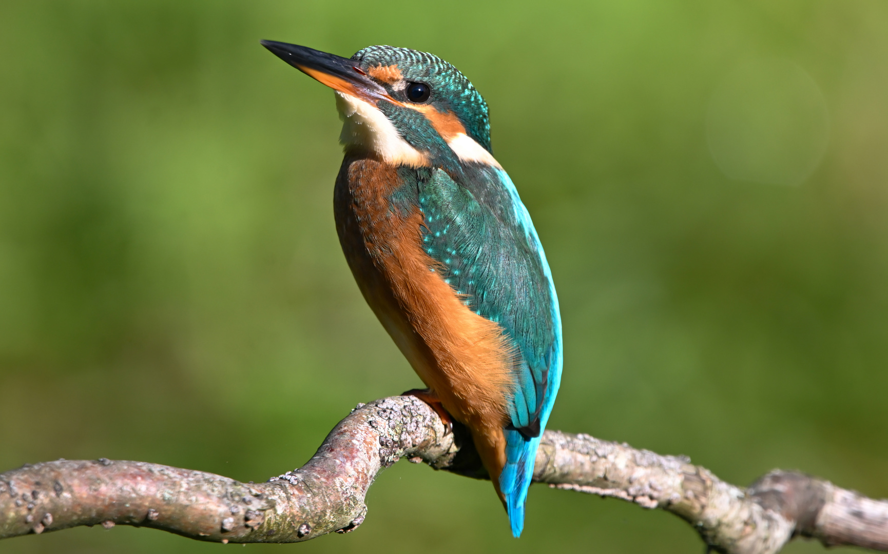 Eisvogel | Kingfisher |