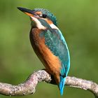 Eisvogel | Kingfisher |