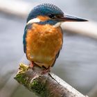 Eisvogel - kingfisher