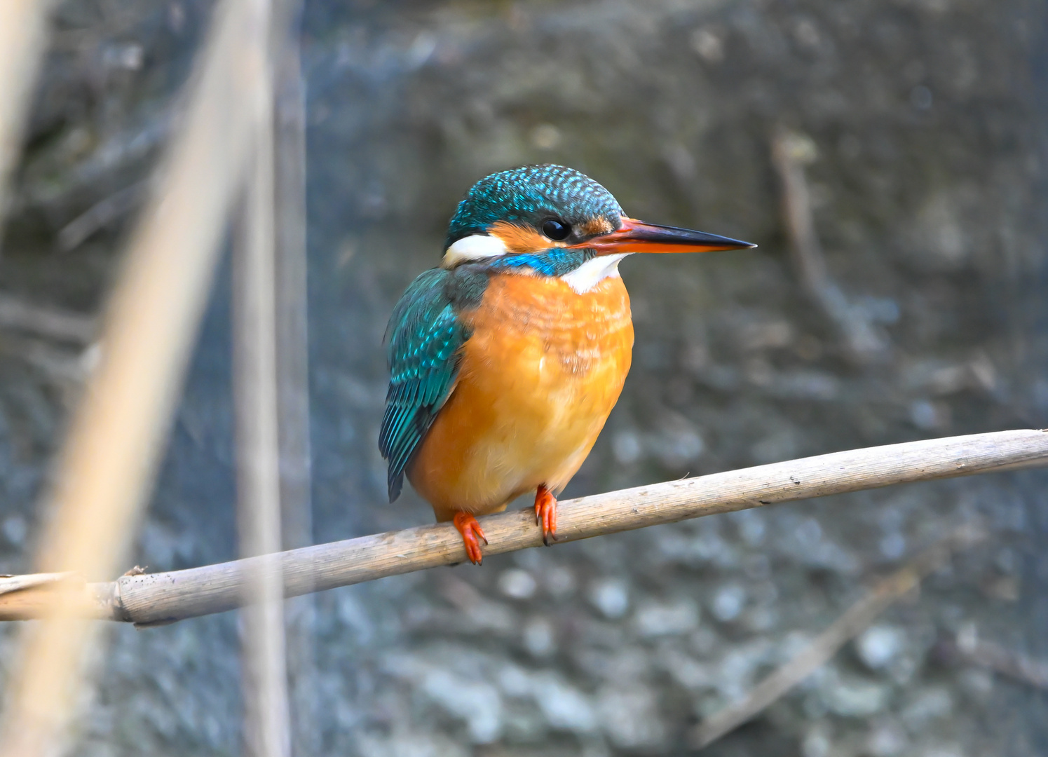 Eisvogel | Kingfisher |