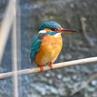 Eisvogel | Kingfisher |