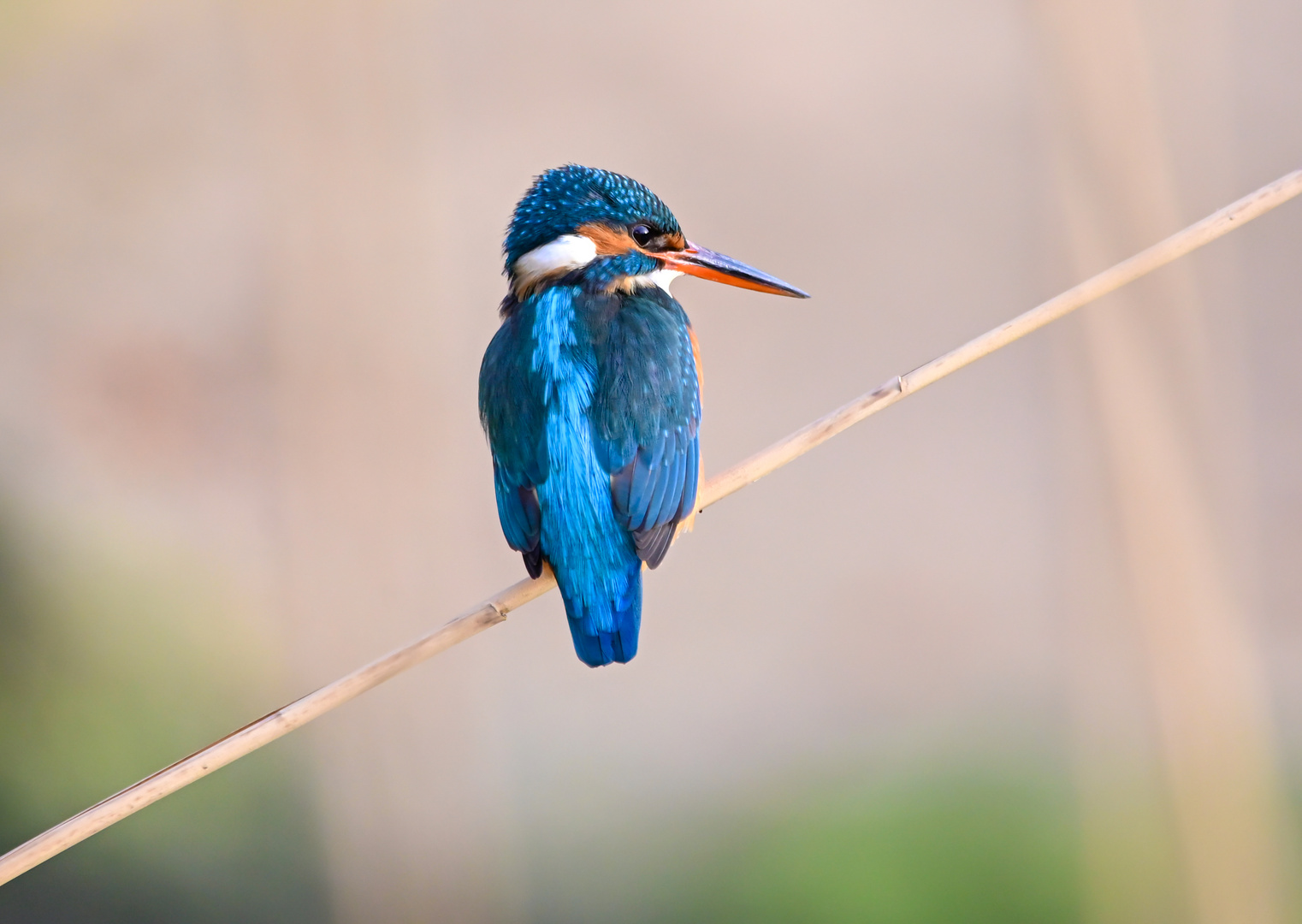 Eisvogel | Kingfisher |