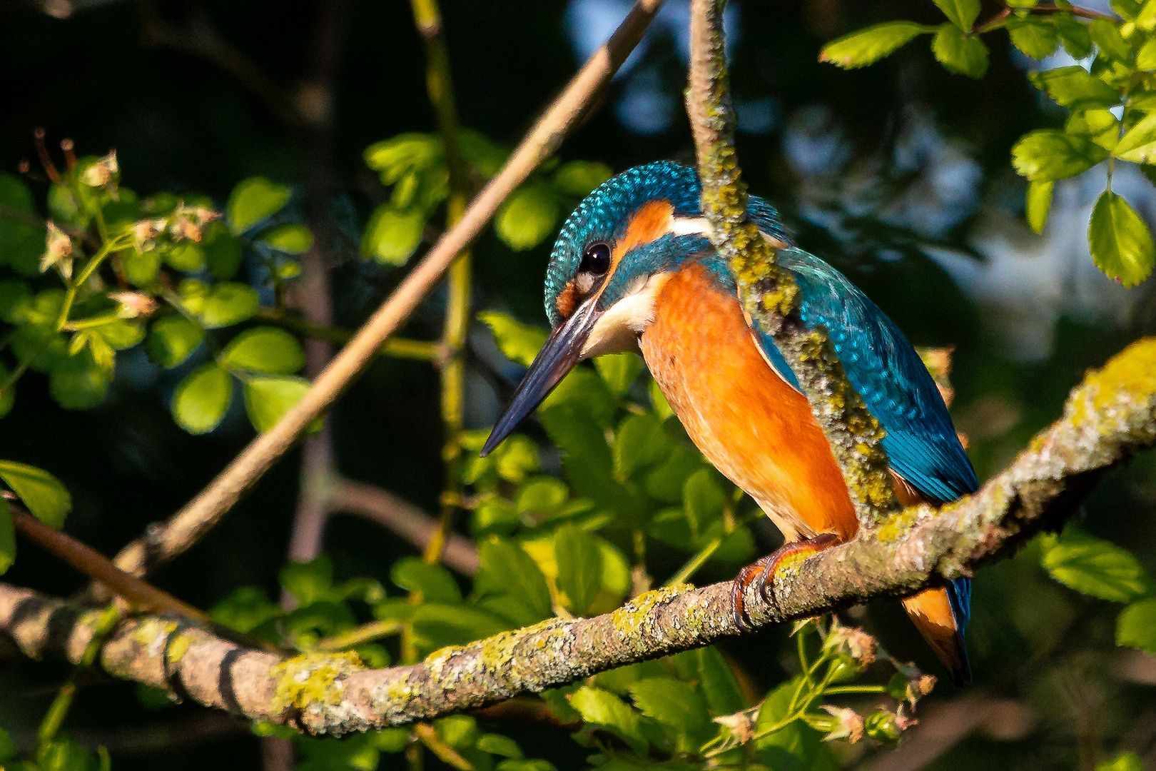 Eisvogel Kingfisher