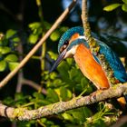 Eisvogel Kingfisher