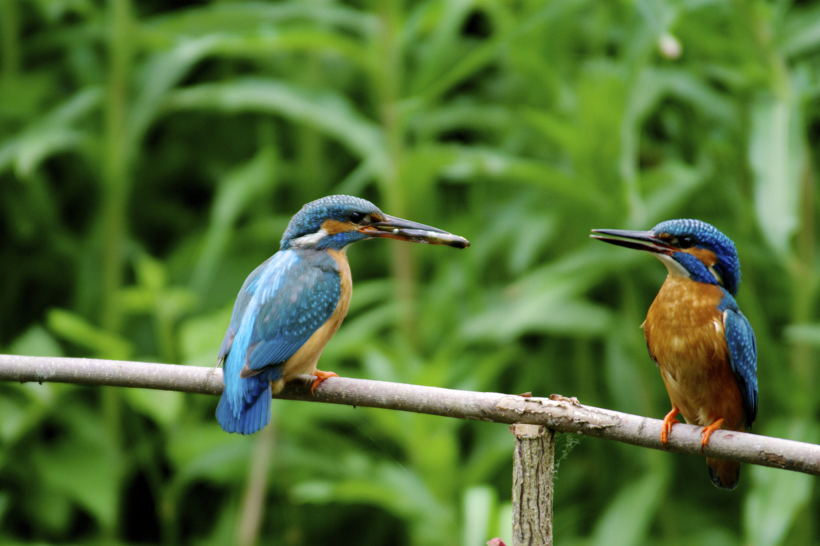 Eisvogel, Kingfisher