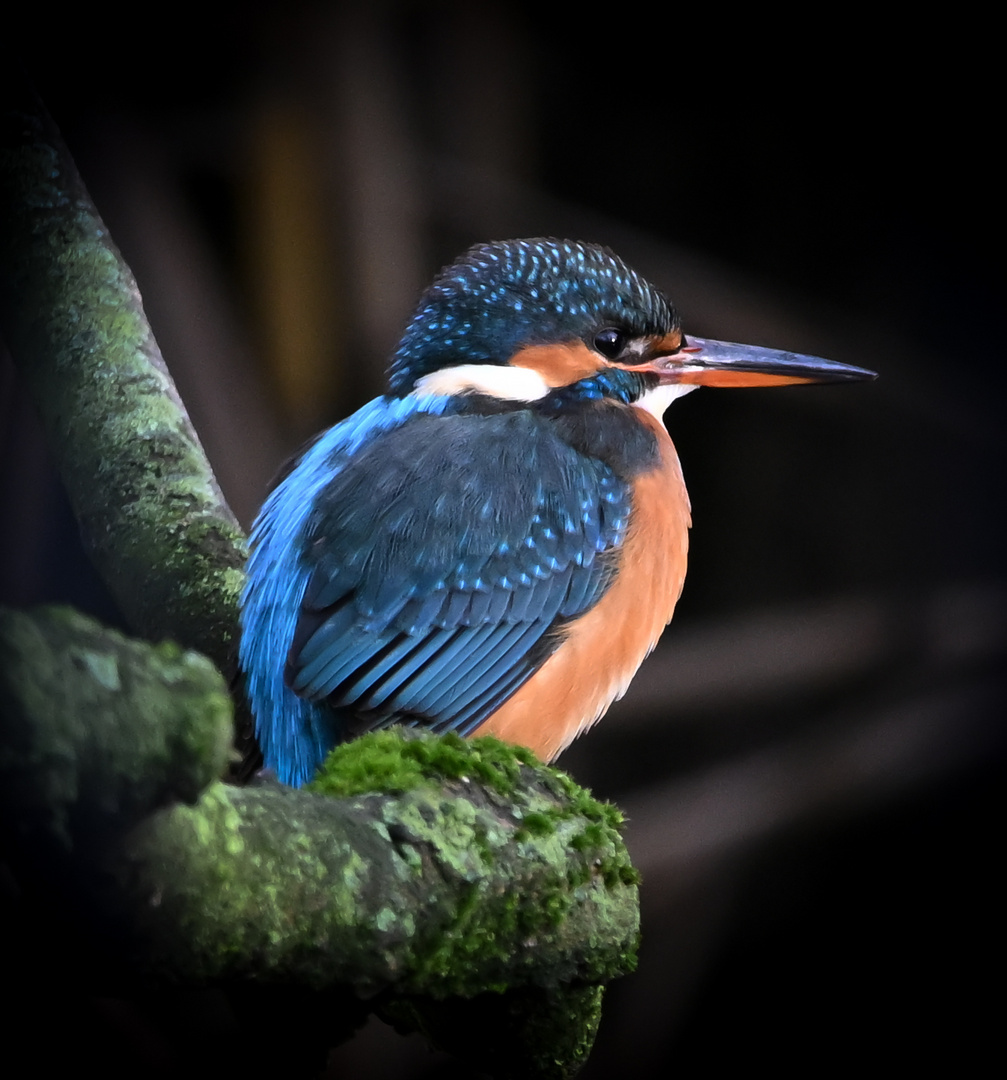 Eisvogel | Kingfisher |