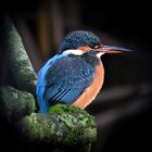 Eisvogel | Kingfisher |