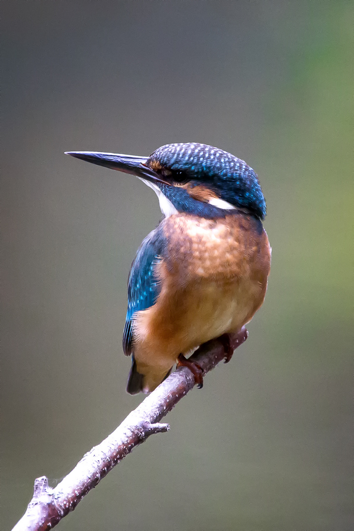 Eisvogel - kingfisher