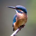 Eisvogel - kingfisher