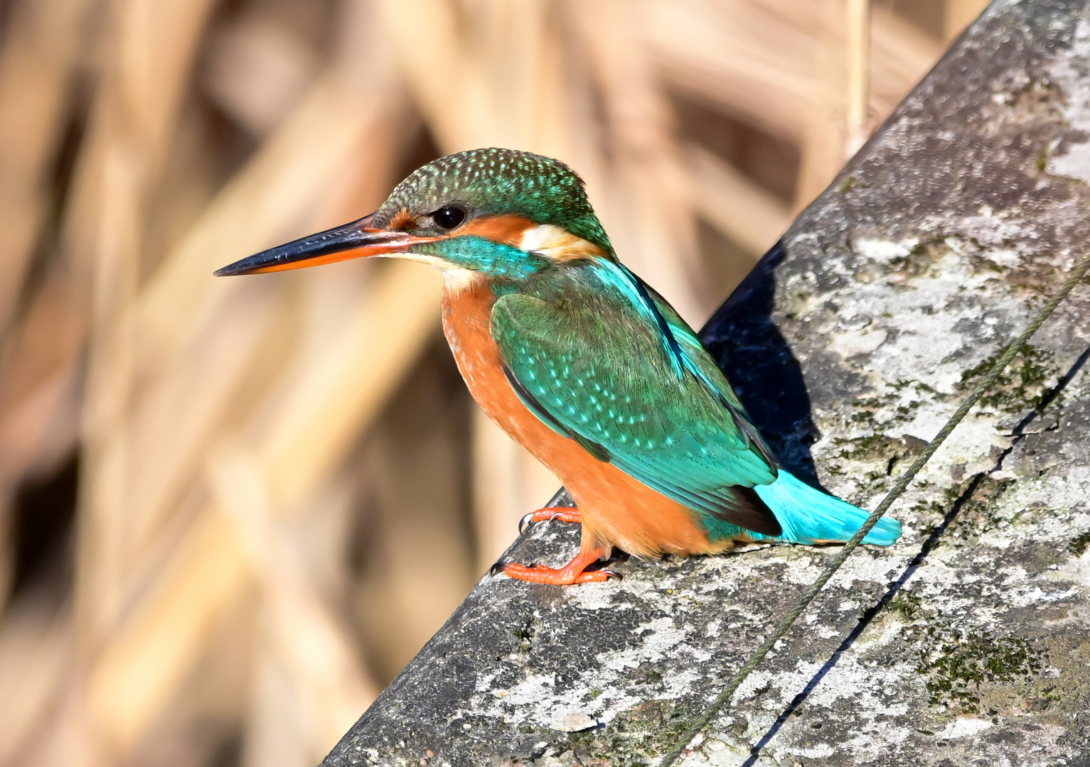 Eisvogel | Kingfisher |